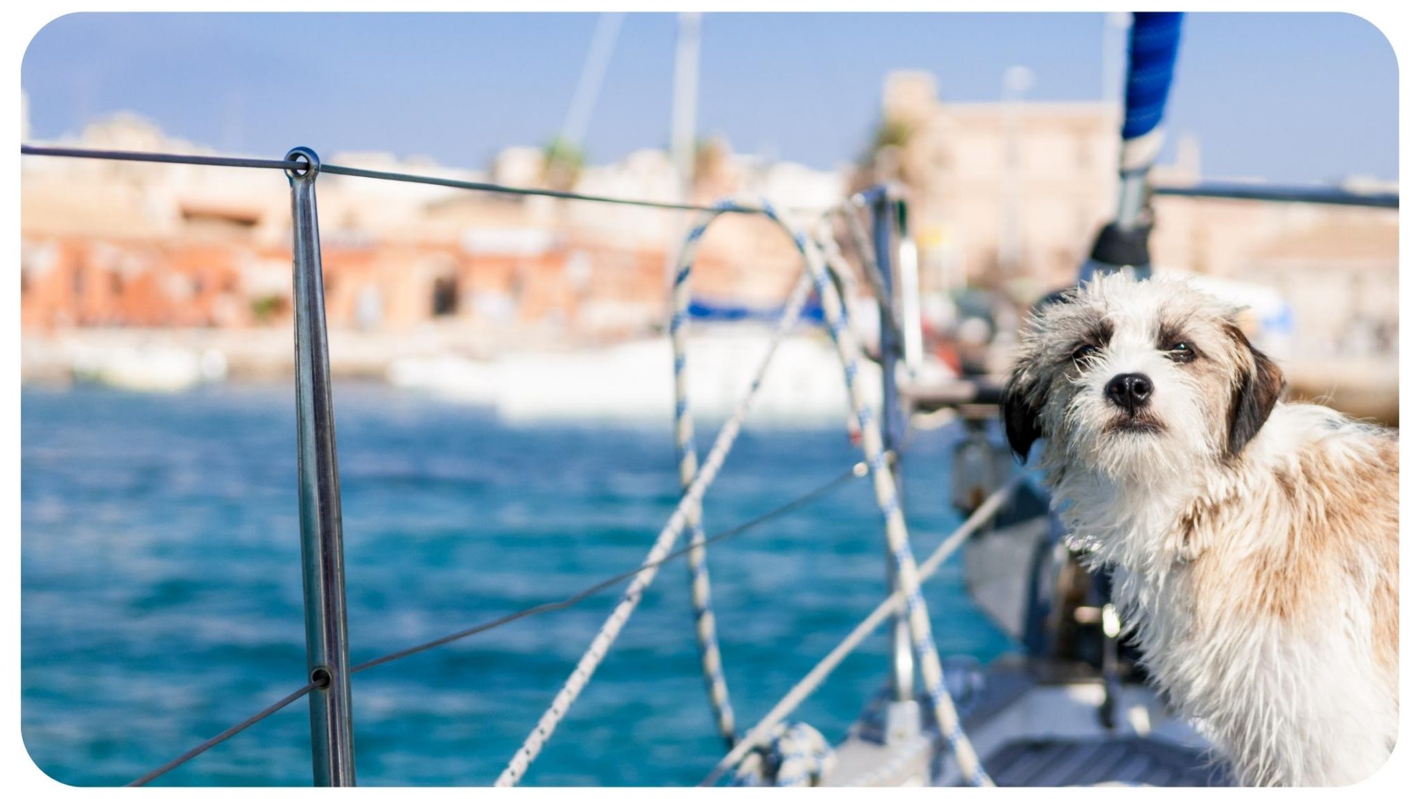 dog living on sailboat